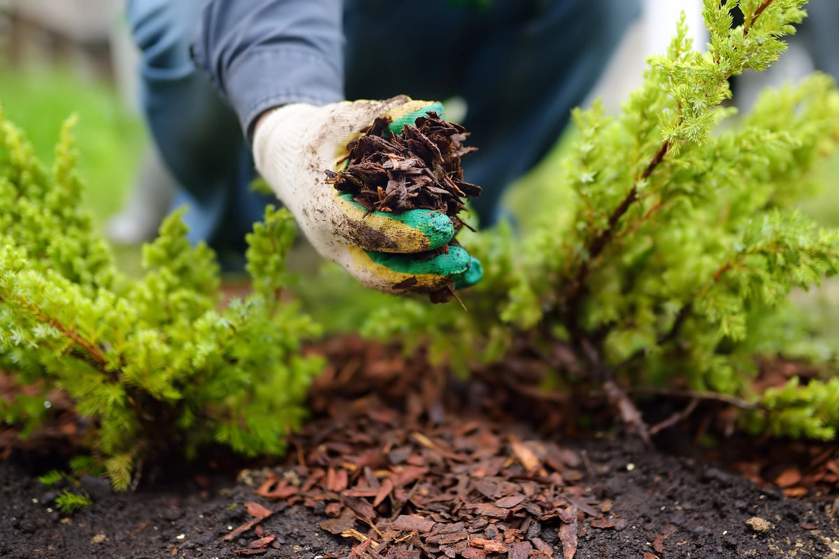 Mulchen mit Pinienrinde: So nutzt du organischen Mulch, um Unkraut zu verhindern