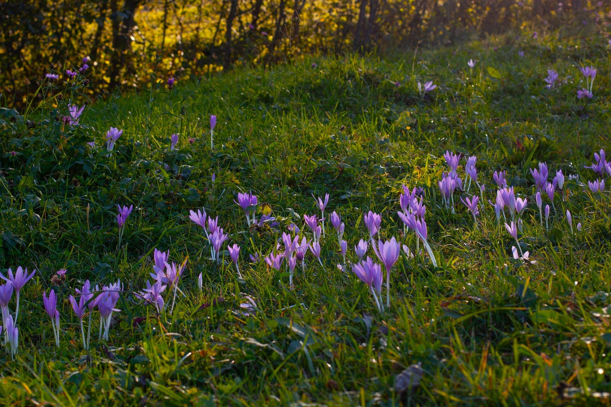 Crocus: So pflanzt du Safran-Zwiebeln und kultivierst Crocus sativus für eine perfekte Blüte