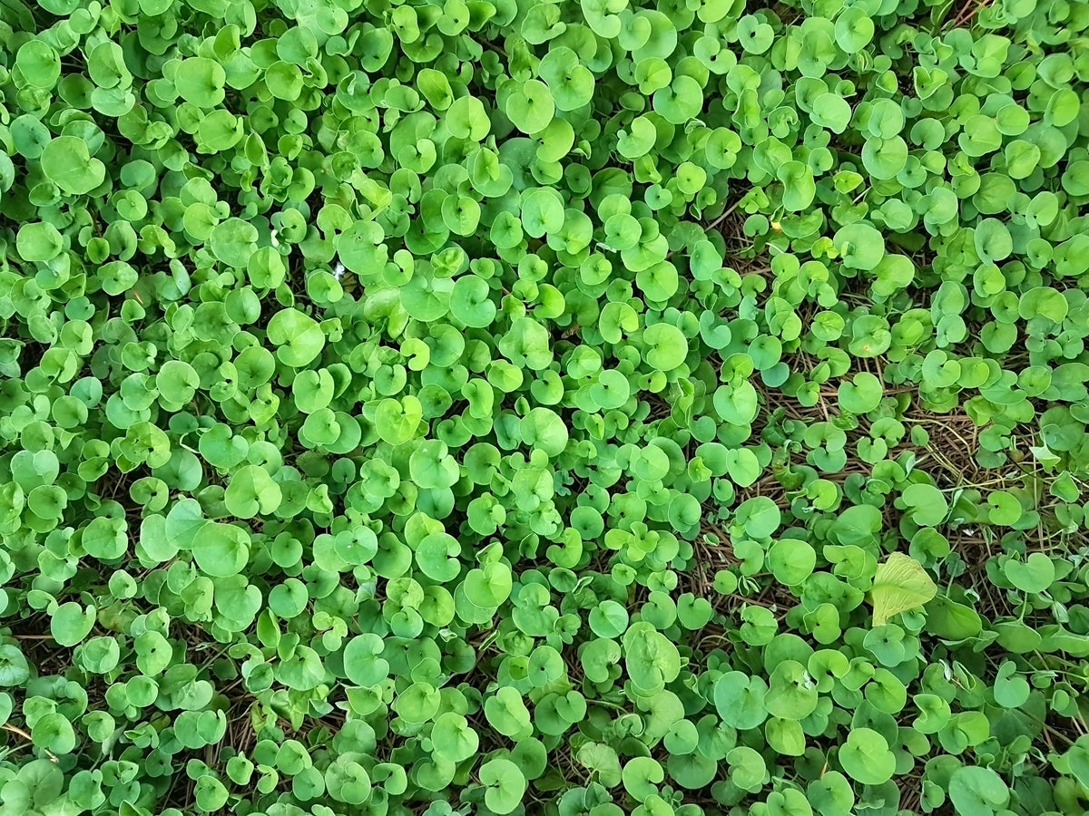 Dichondra repens: Der Rasen, der nicht gemäht werden muss