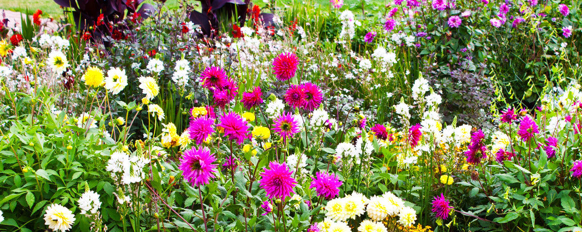 Herbstblumen für Balkon und Garten: bunte Blüten und farbenfrohe Herbstblüher
