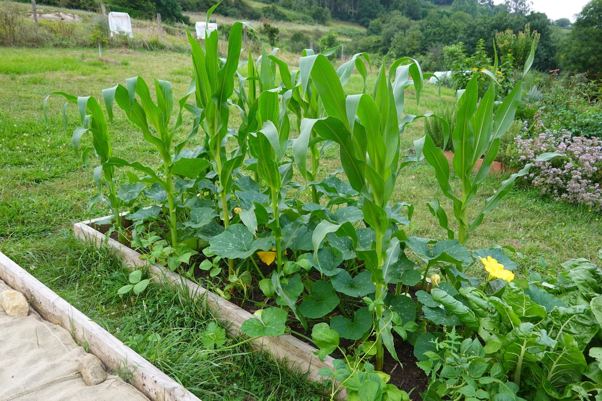 Milpa-Beet anlegen: Die drei Schwestern Milpa Mischkultur aus Mais, Bohne und Kürbis im eigenen Garten