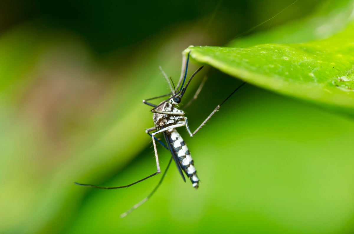 Mückenplage im Garten bekämpfen – So kannst du Stechmücken vertreiben, fernhalten &amp; vorbeugen