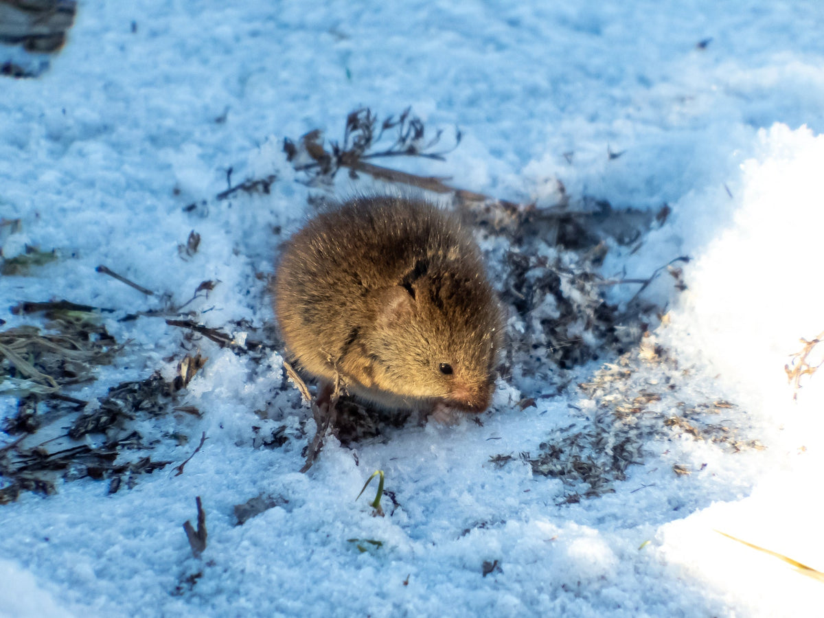 Schädlinge im Winter: Wie Schädlinge im Winterquartier überleben und was du im Garten dagegen tun kannst